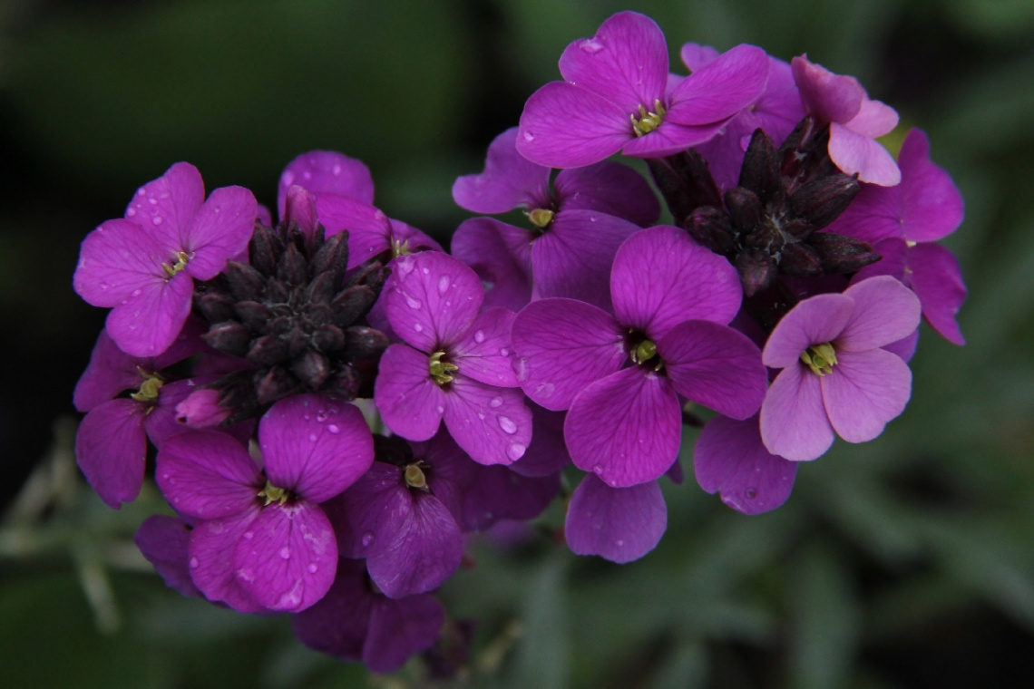 A Fresh Colour.