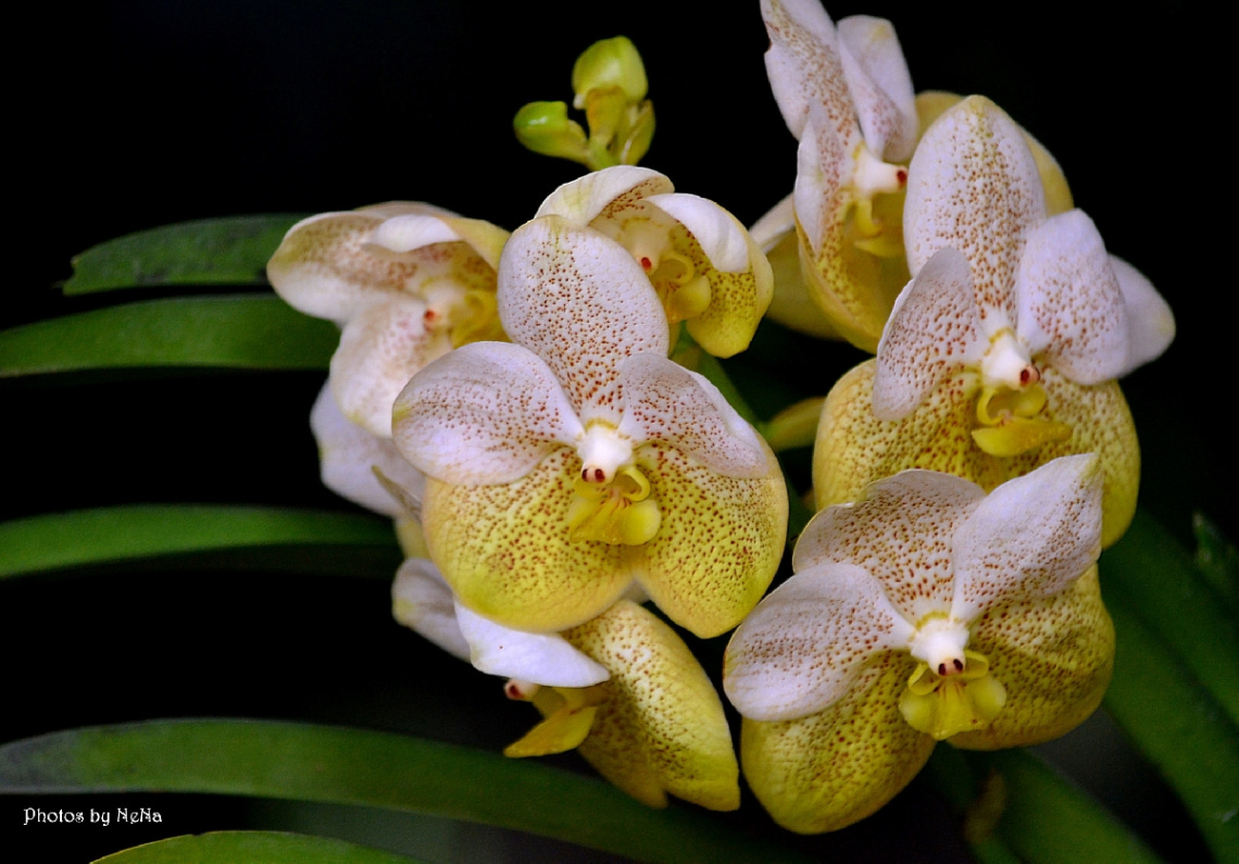 Orchids