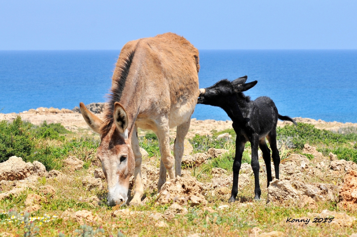 Wild donkeys in Cyprus