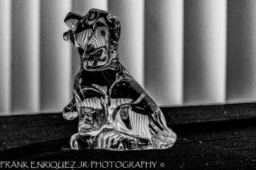 Crystal Pooch
