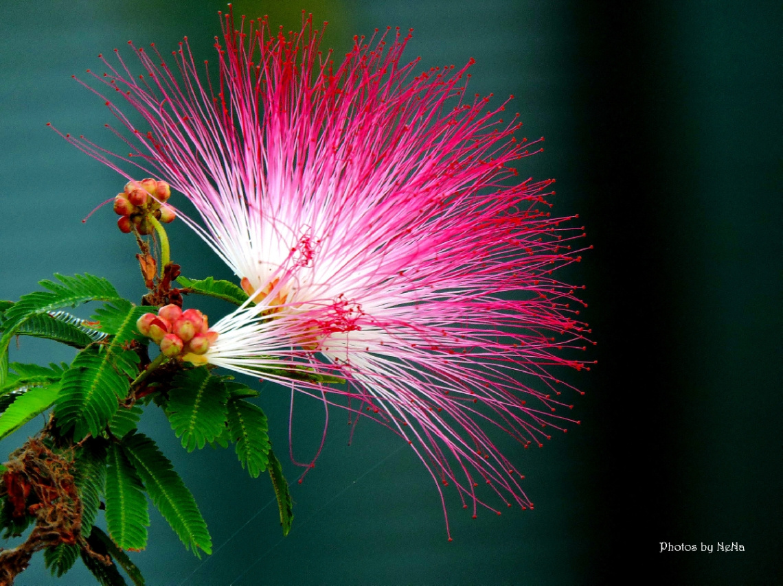 Calliandra