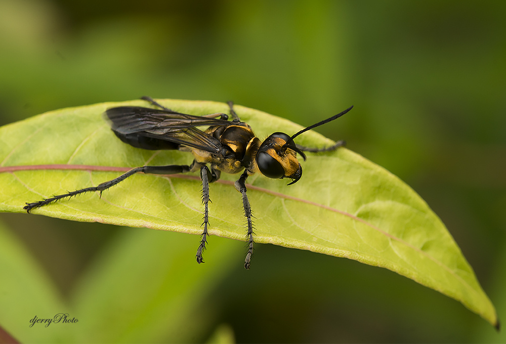 Yellow jacket