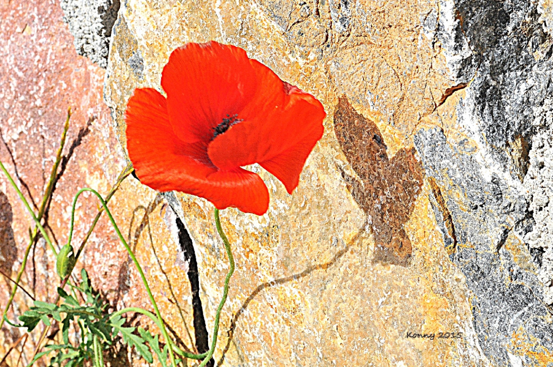Poppy & Shadow 