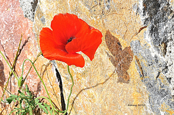 Poppy & Shadow 