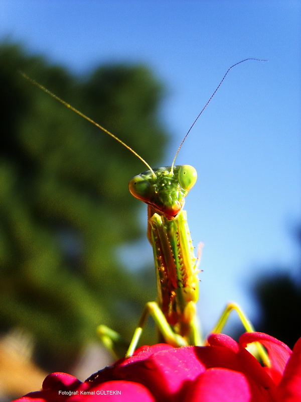 mantis