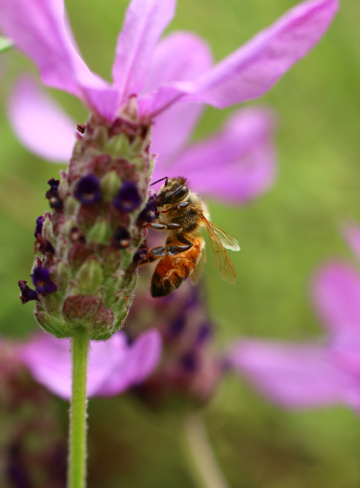 bee