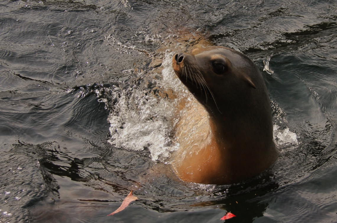 Playful Sea Lion