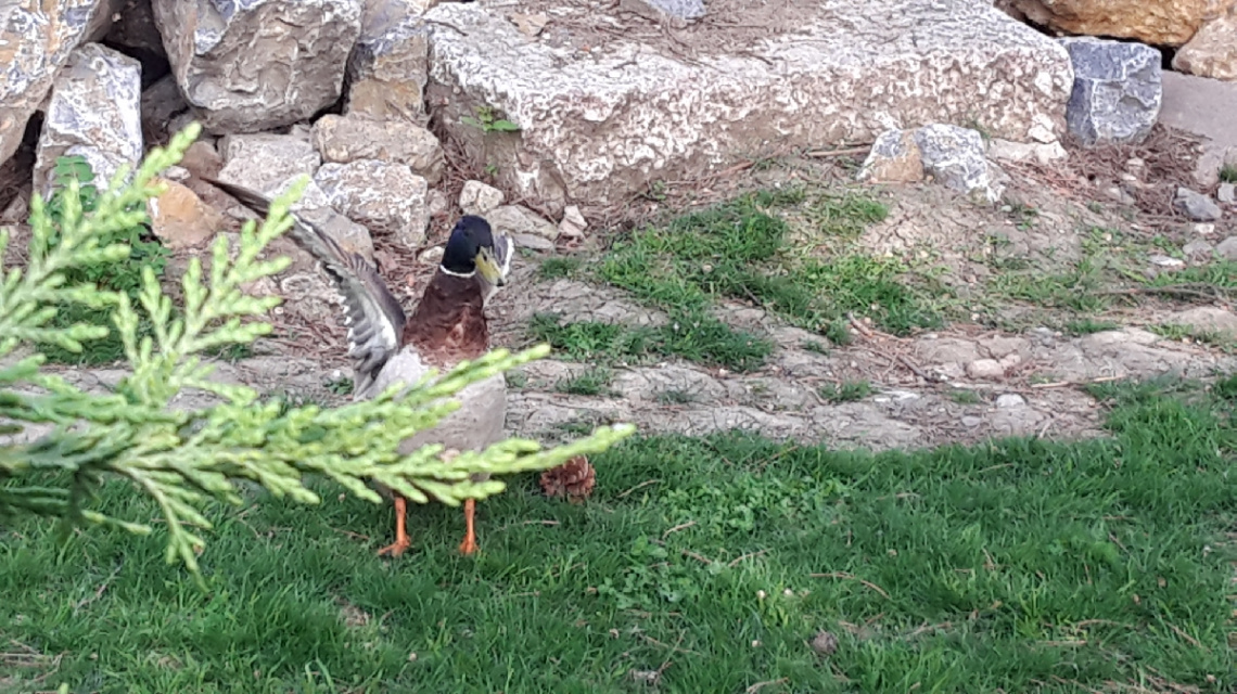 Çevir  kazı  yanmasin  :)