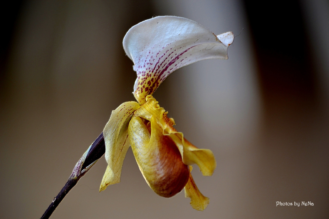 Paphiopedilum orchid