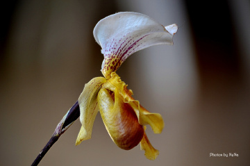 Paphiopedilum orchid