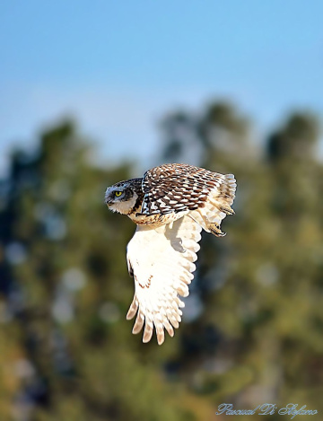 Don't go little owl