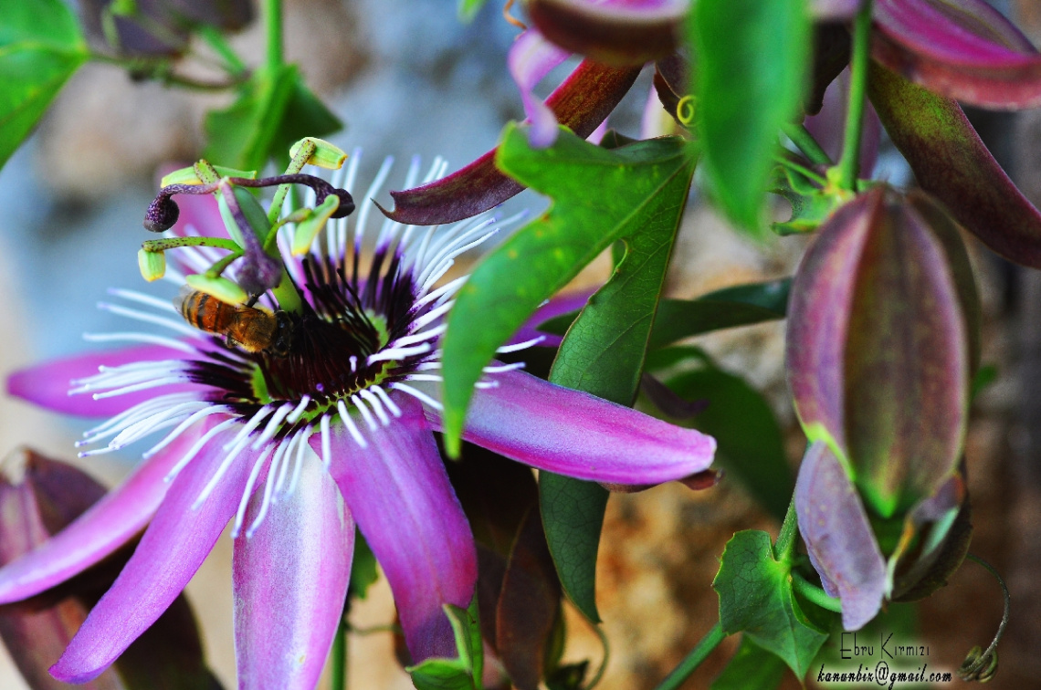 passiflora
