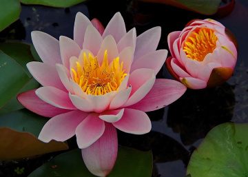 Pink lotus