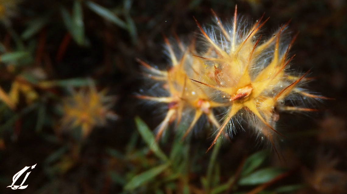 spikey fuzzy & wild