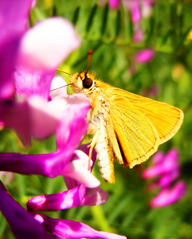 spring