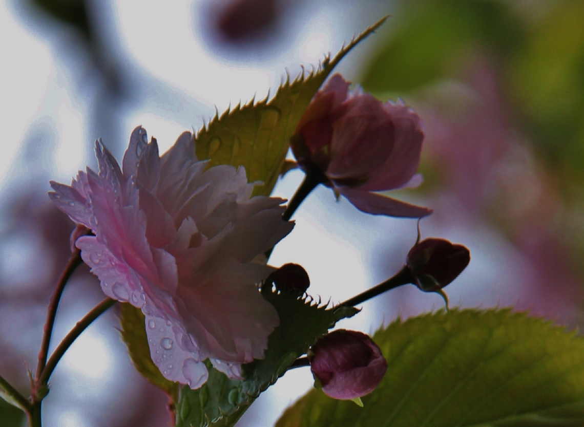 On A Rainy Spring Day