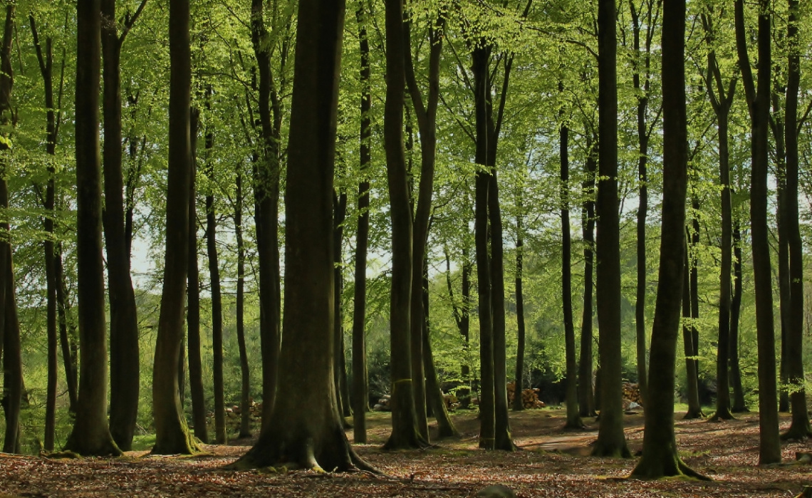 In The Beech Forest