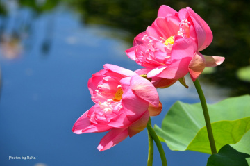 Lotus flowers
