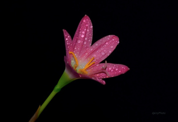 Wild flower