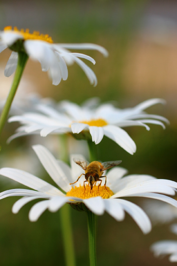 between flowers