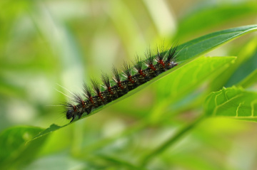 caterpillar