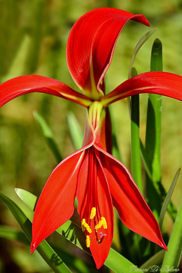 Liz Flower 