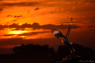 Flying at sunset