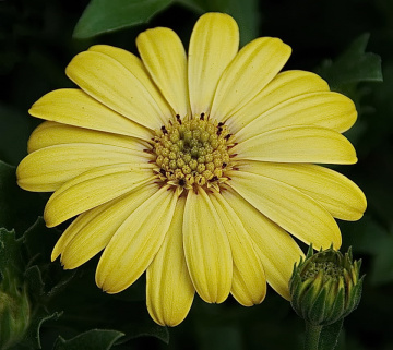 Yellow & green