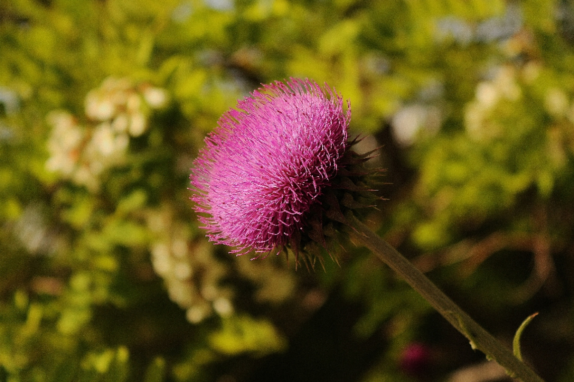 doğa