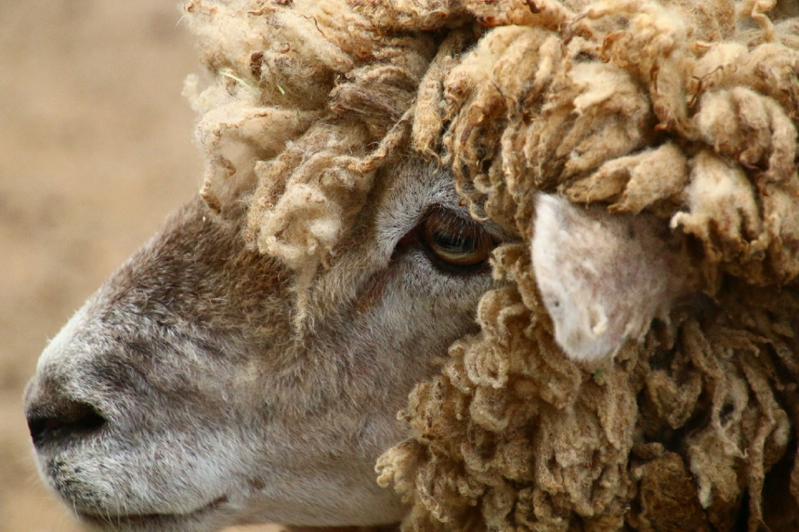 sheep