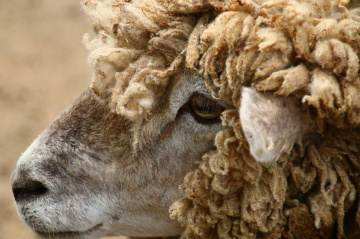 sheep