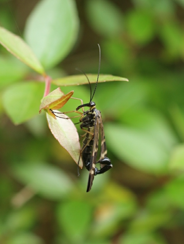 scorpionfly