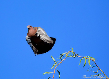 Closed Wings