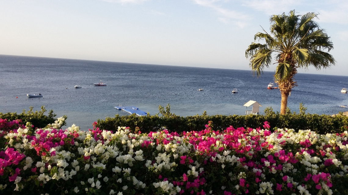 Egypt - Sharm alsheikh-Red & white roses