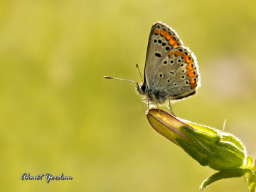 Makro Yaşamlar-Macro