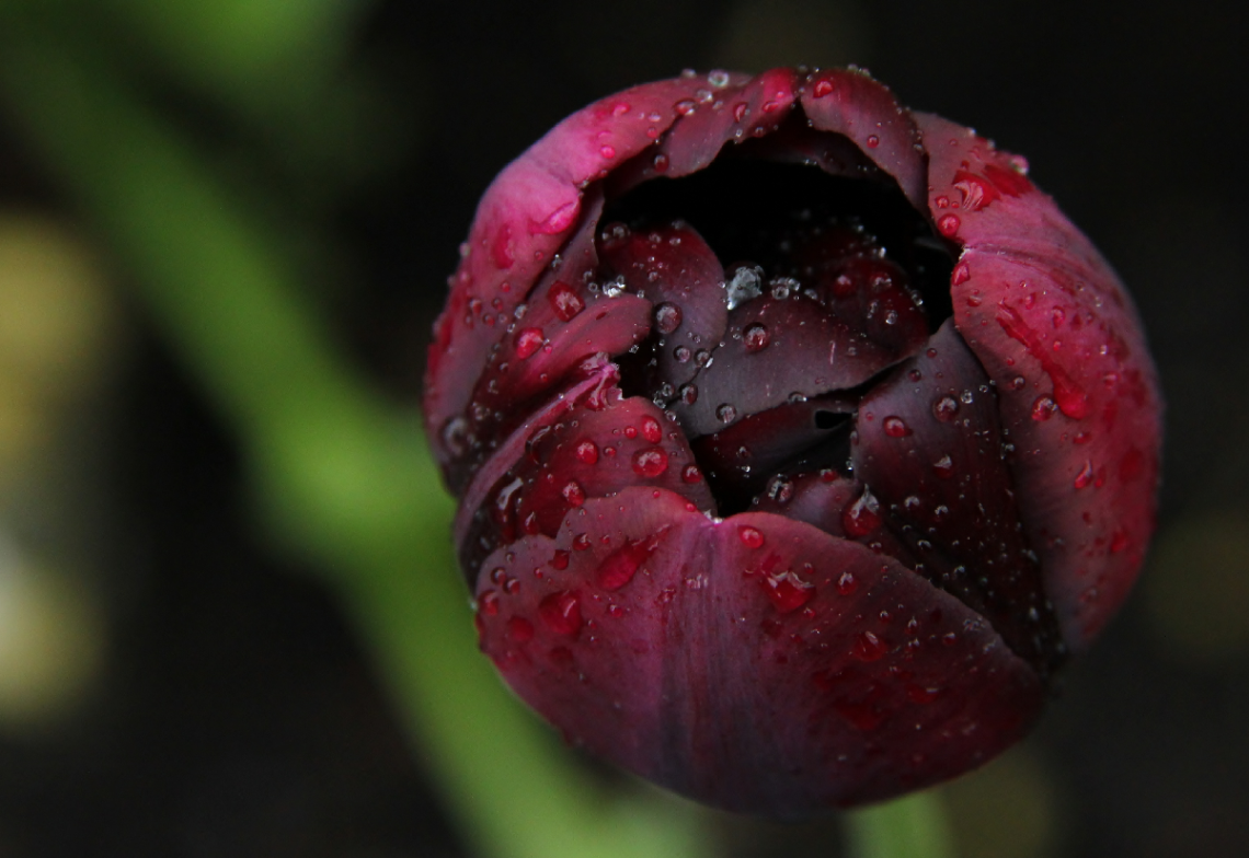 Drops On A Tulip