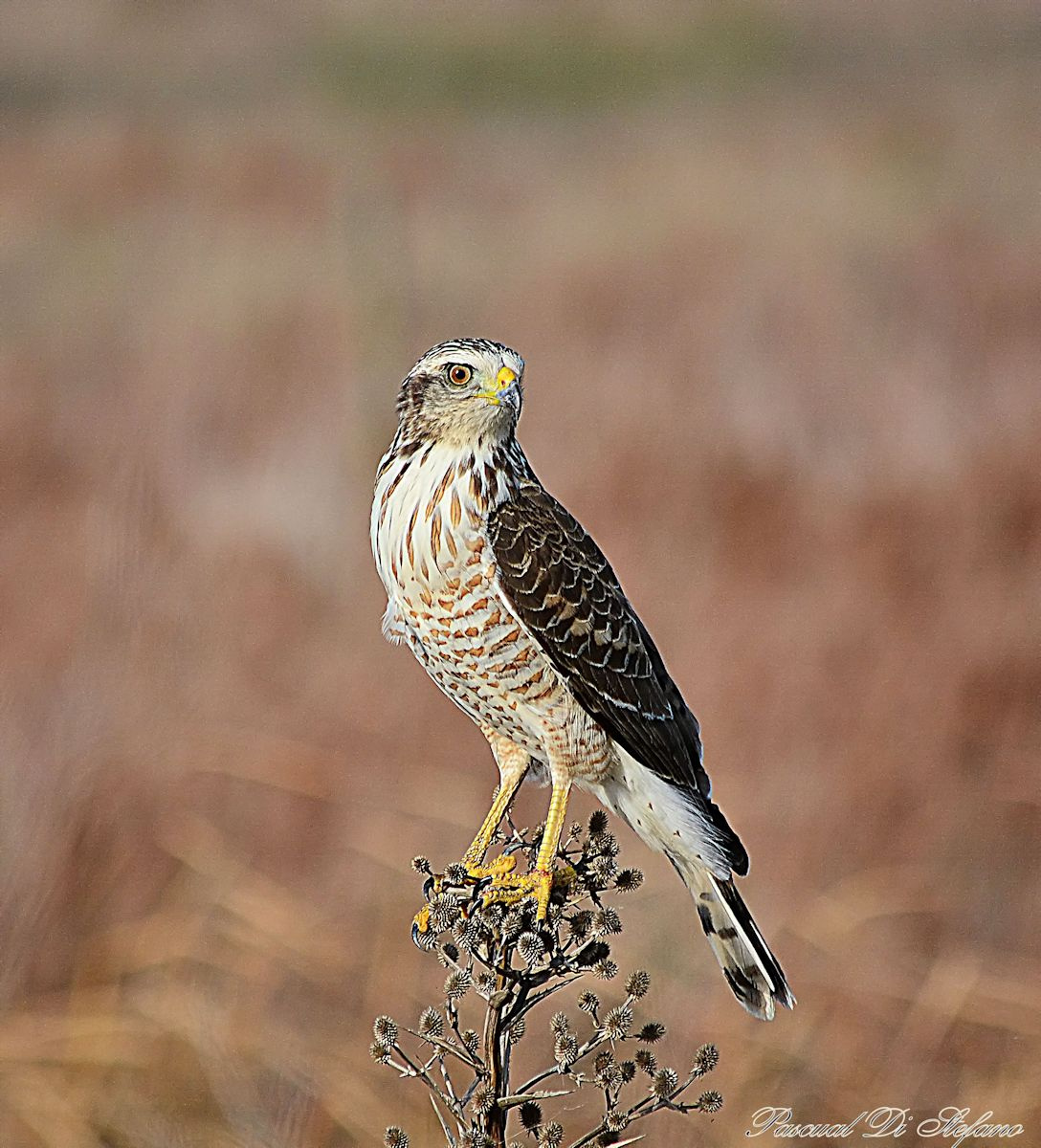 Rostrhamus sociabilis