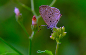 Mini Butterfly