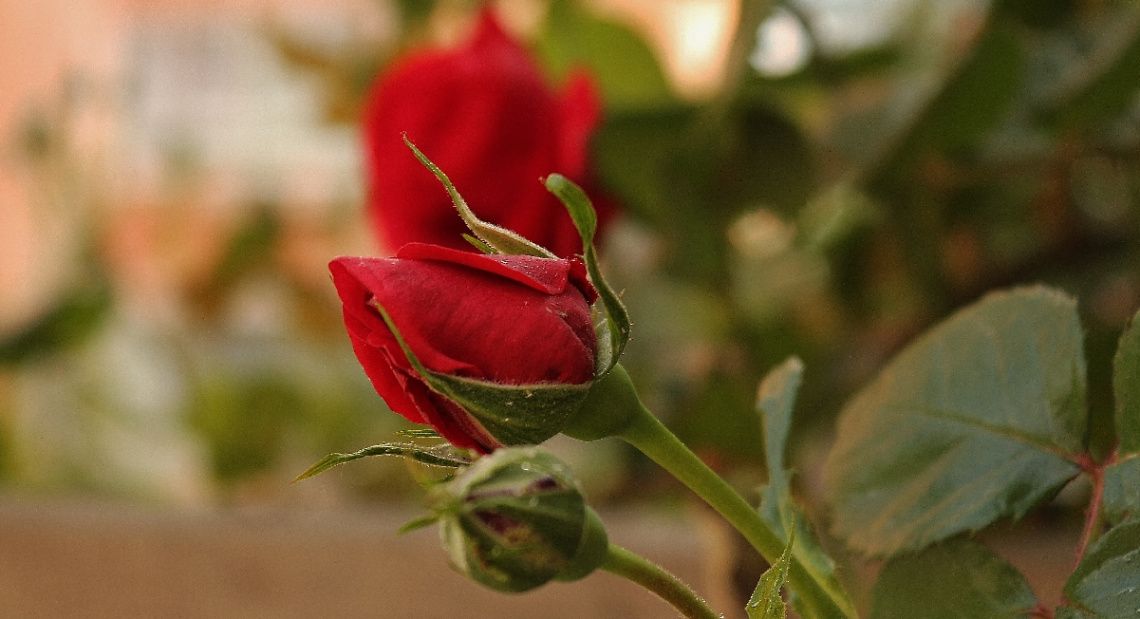gül :)