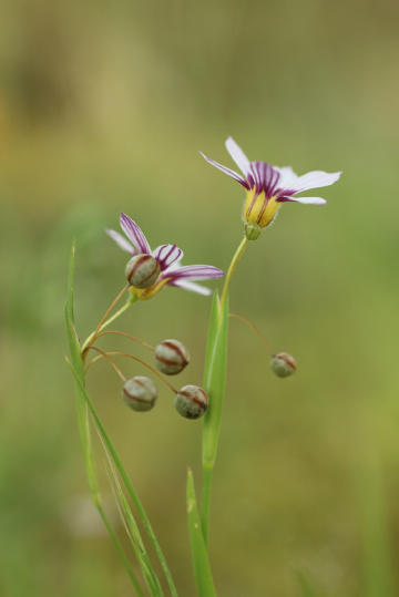 small flowers :-)