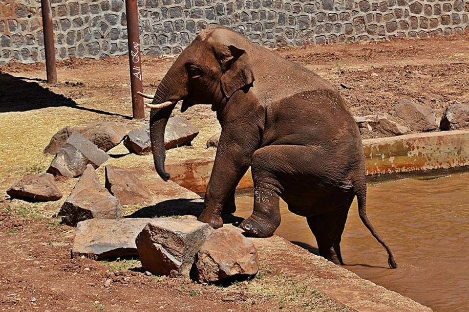 Acrobat Elephant