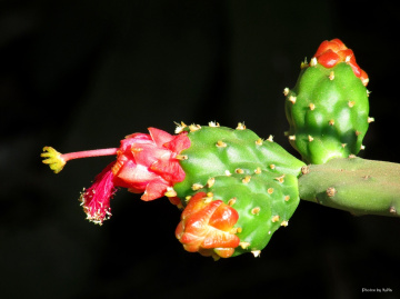 The exquisite Flower of Cactus