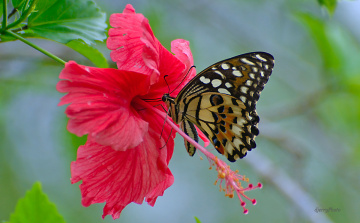 Butterfly