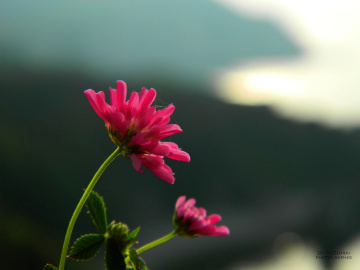 Pembe Çiçek