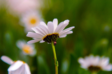 daisy