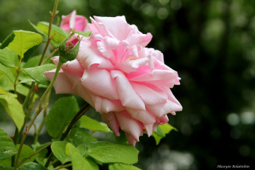 Pembe Gül.