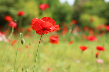 poppy