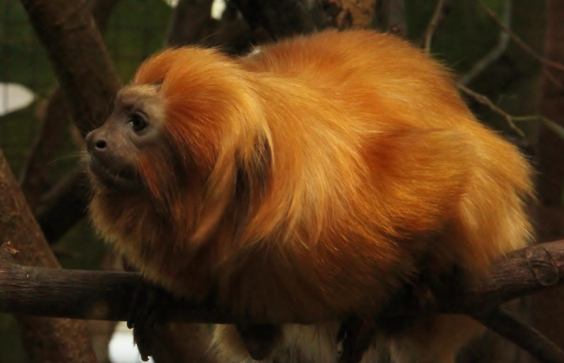 Lion Tamarin