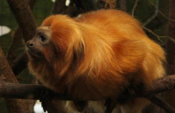 Lion Tamarin
