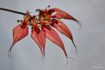Exotic Orchid I